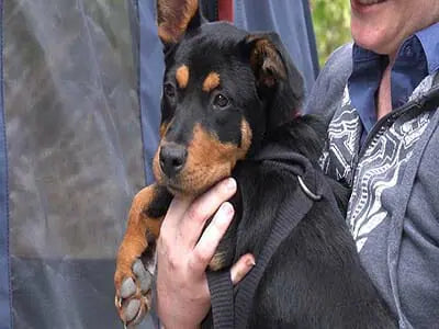 CUB SUPPORTS THE RSPCA